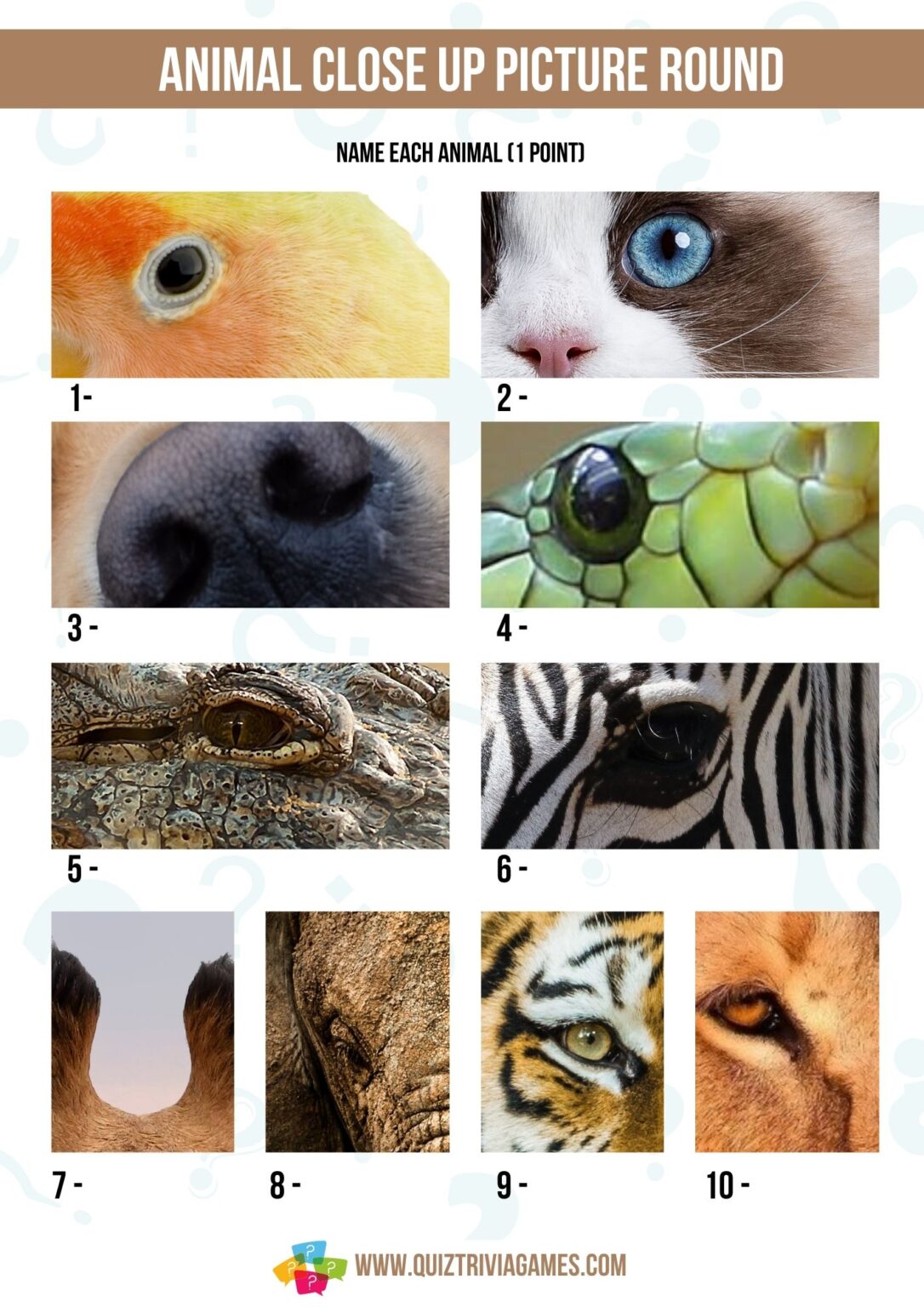 8-close-up-picture-quiz-printables-esl-vault