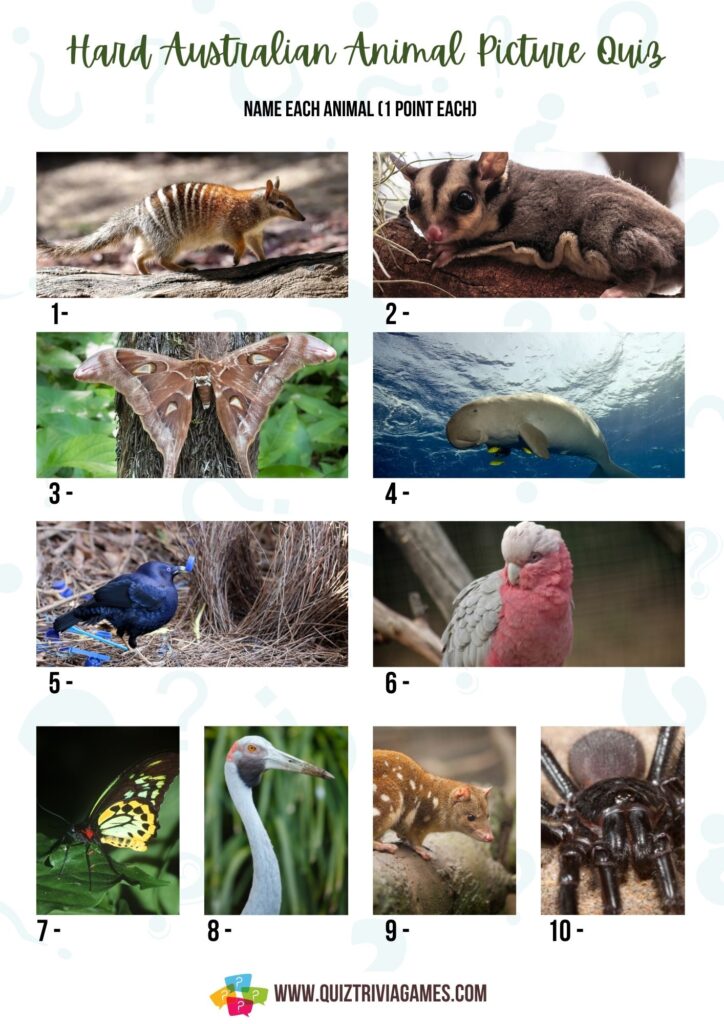 Hard Australian Animal Picture Quiz