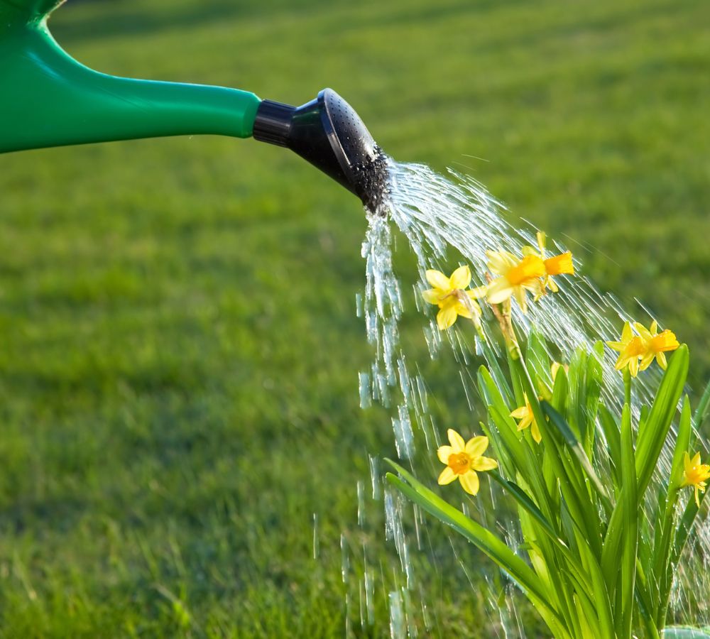 Watering the flowers in the garden