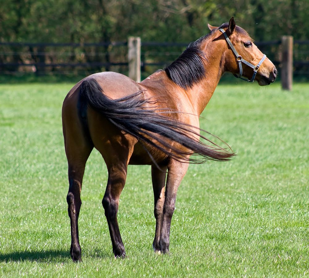 horse tail