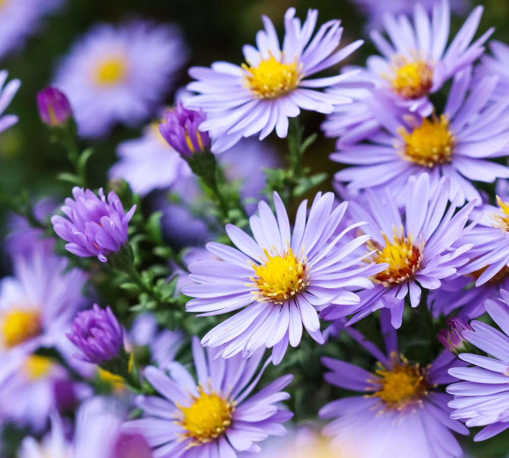 Aster flower