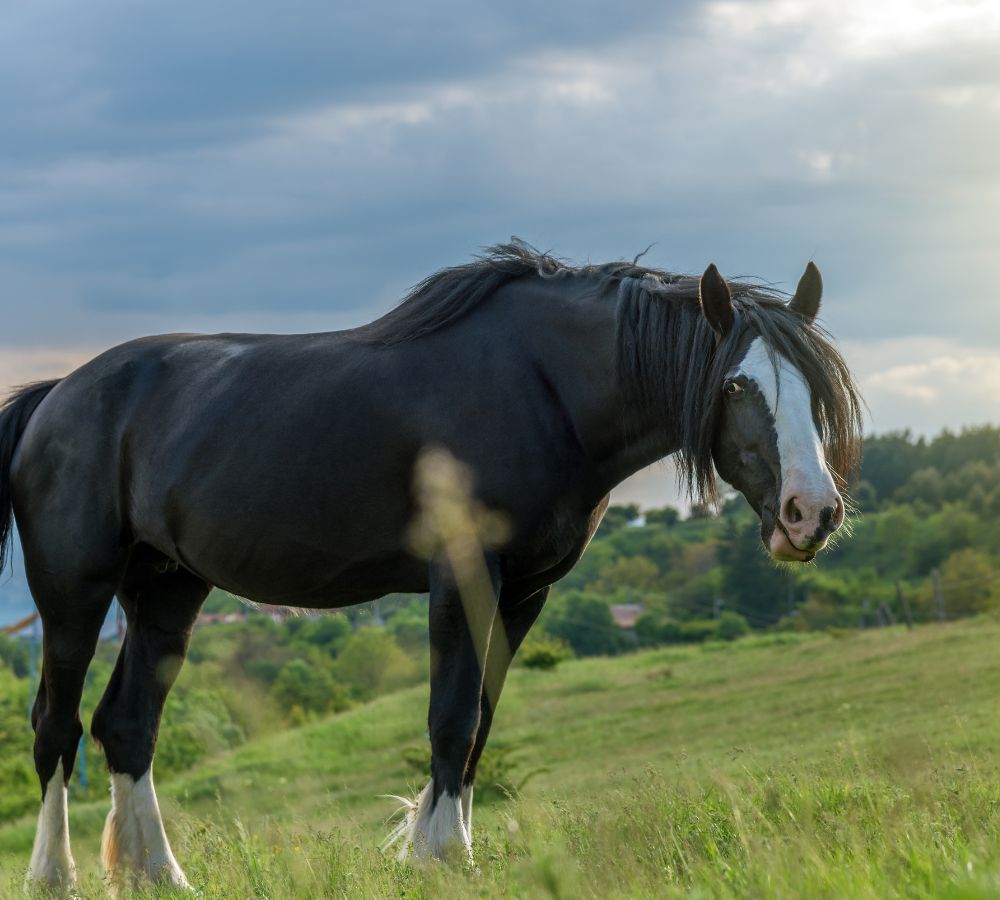 Black friesian horse