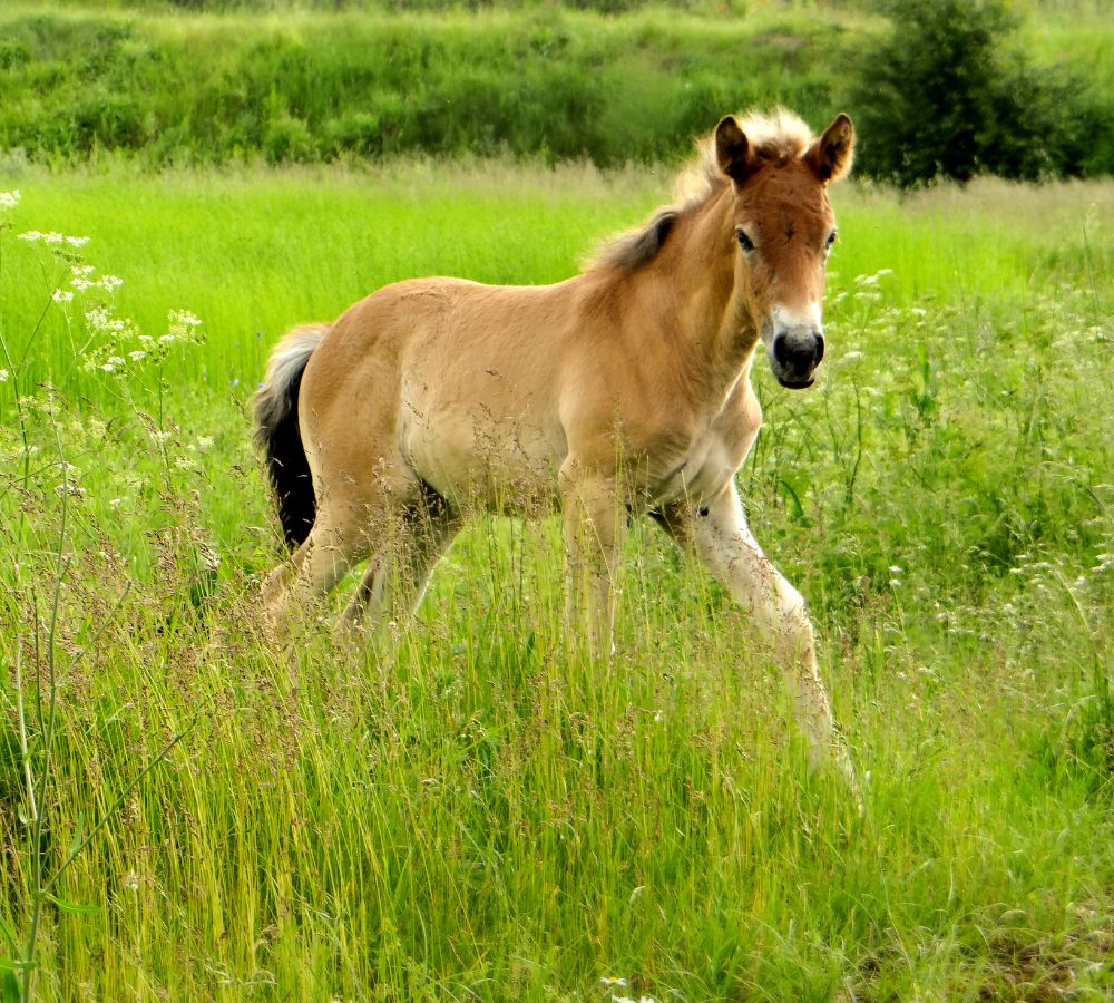 Foal on a spacious green meadow