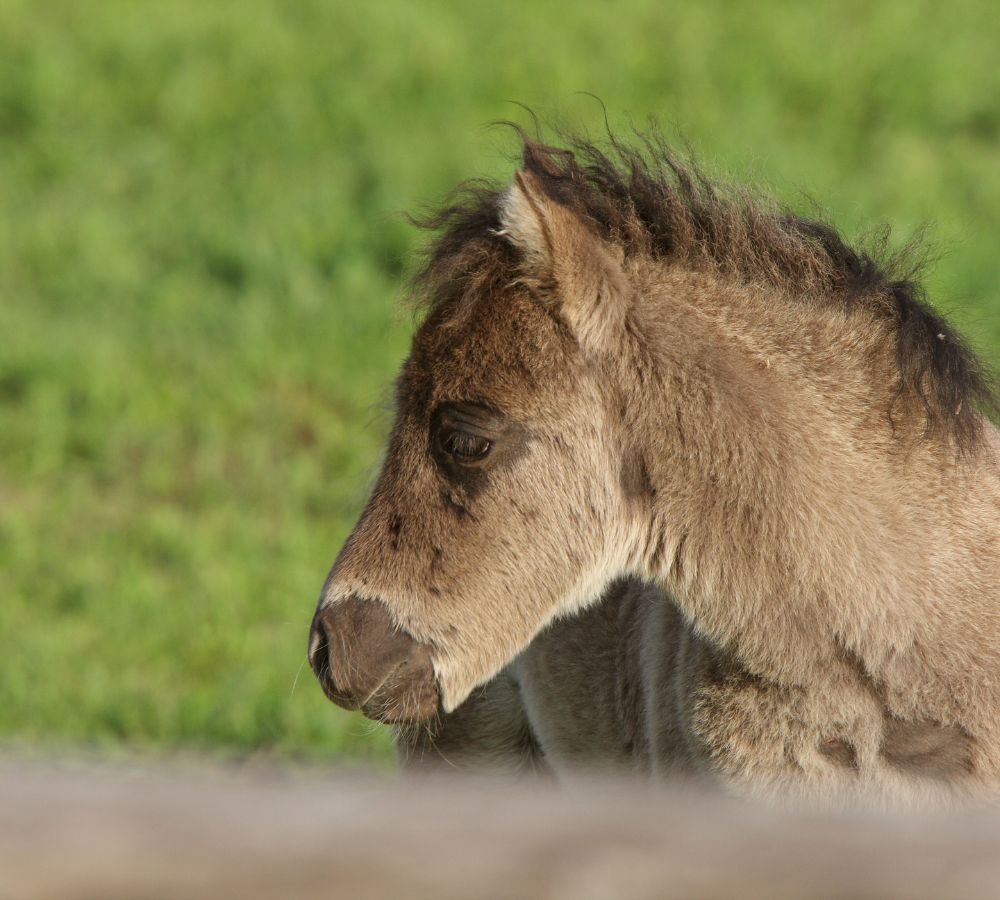 Shetland Pony foal in pasture