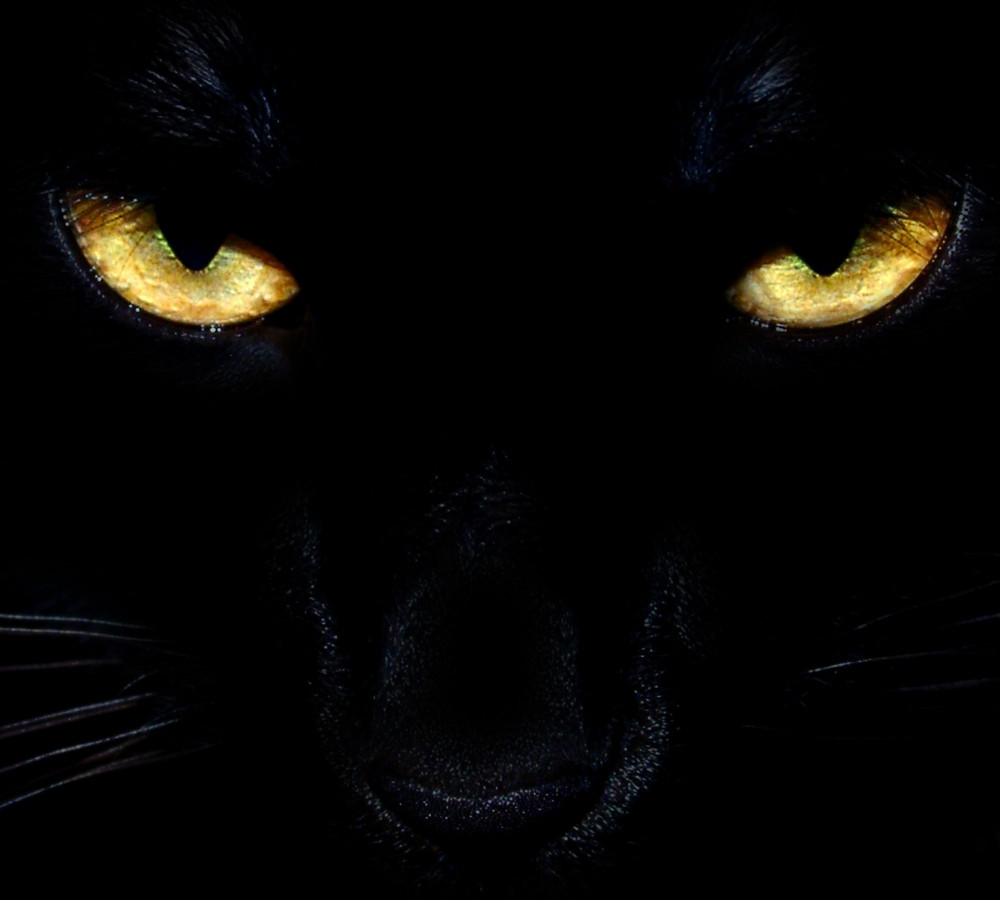 black cat eyes