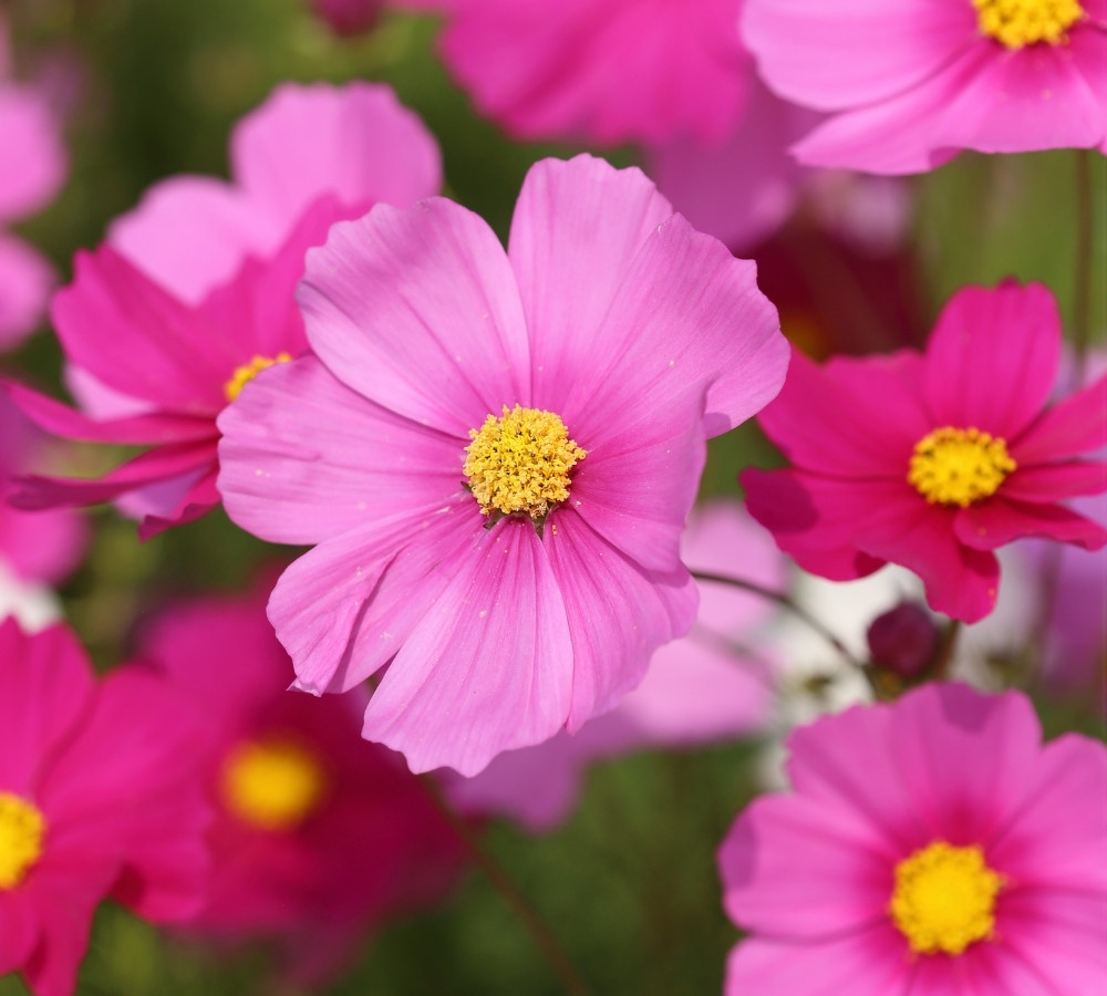 cosmos flower