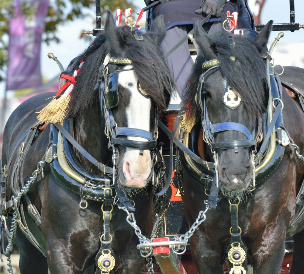 two shire horses