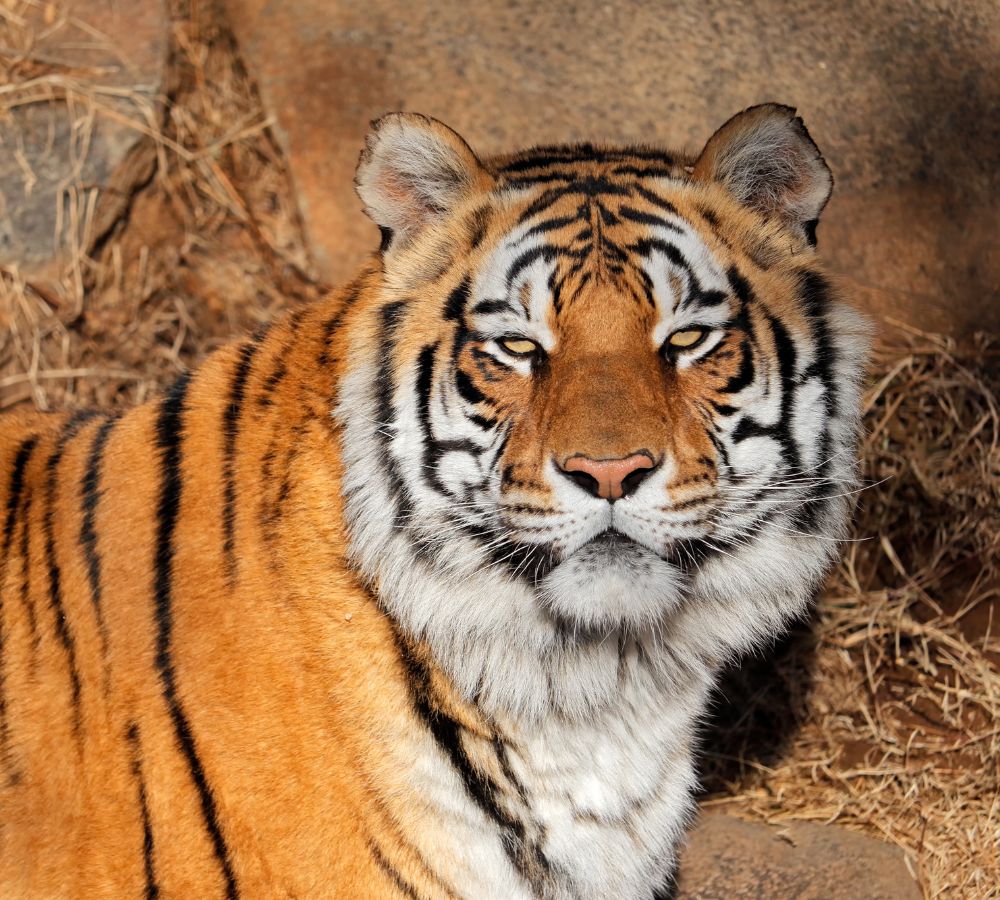Bengal tiger
