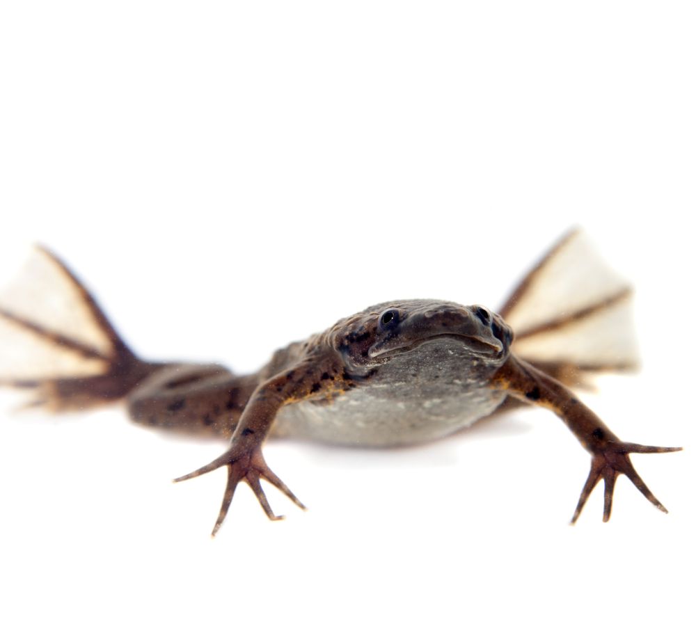 Carvalhos Surinam toad