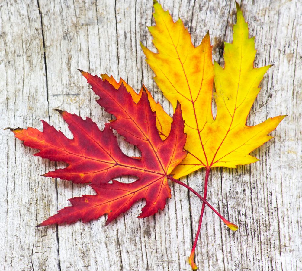 autumn maple leaves