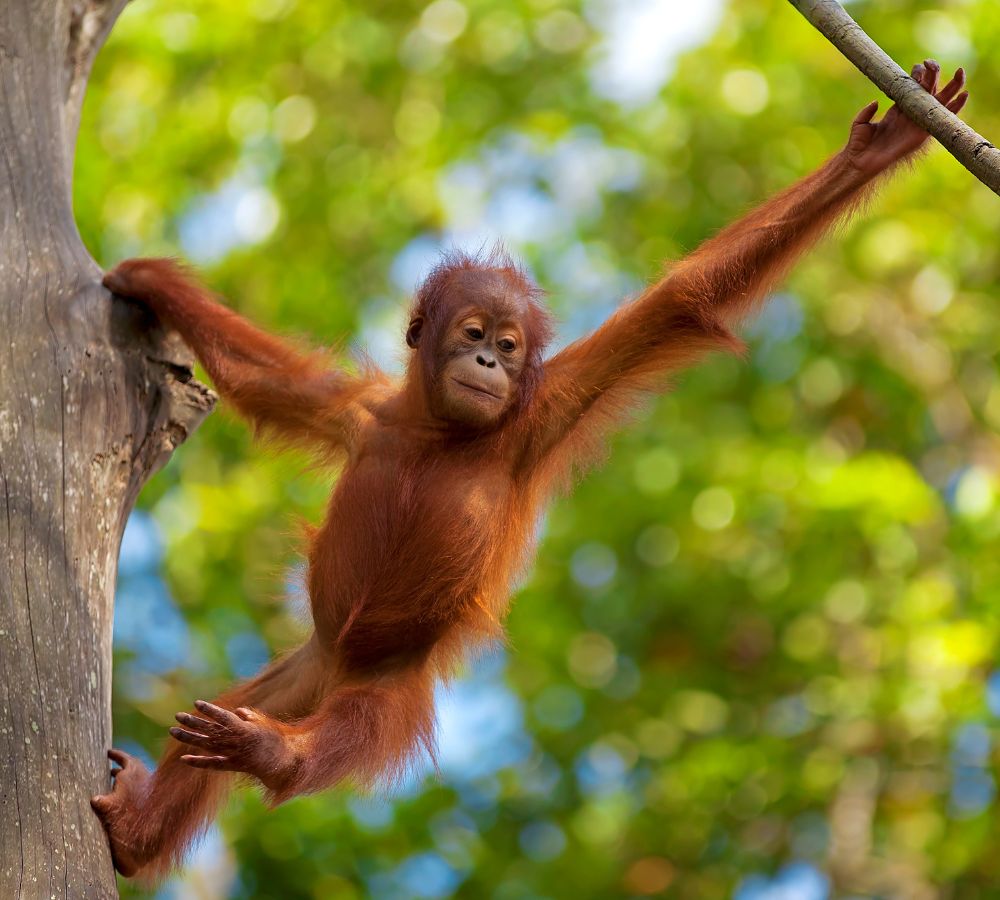 Borneo Orangutan