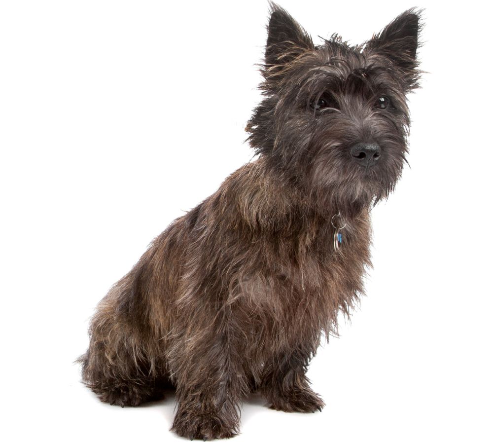 Cairn Terrier Dog