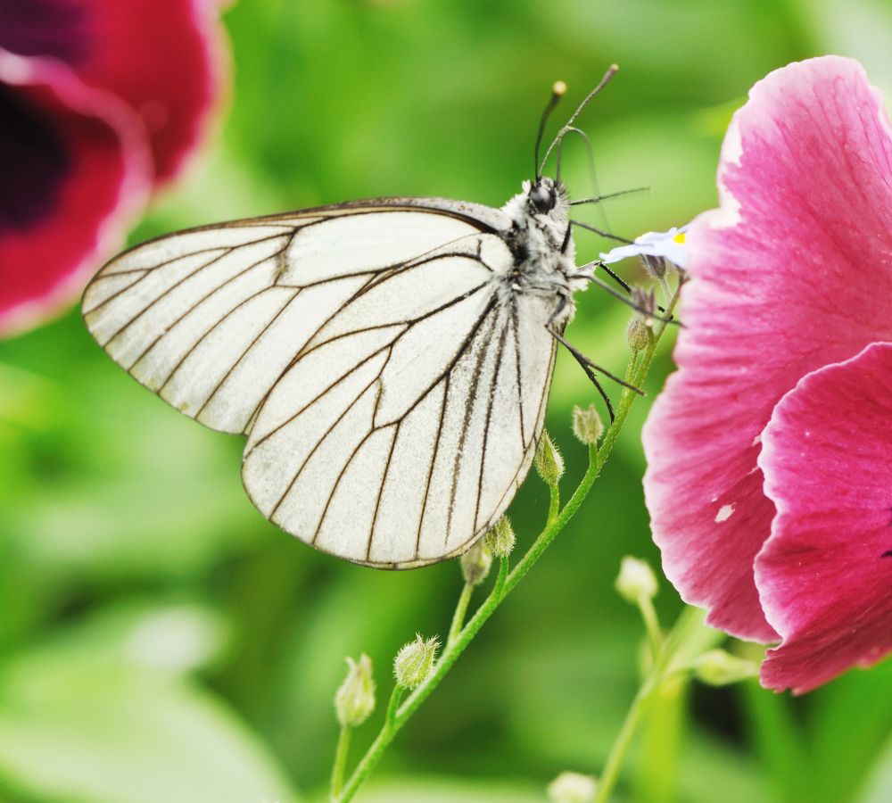 Butterfly on a flower