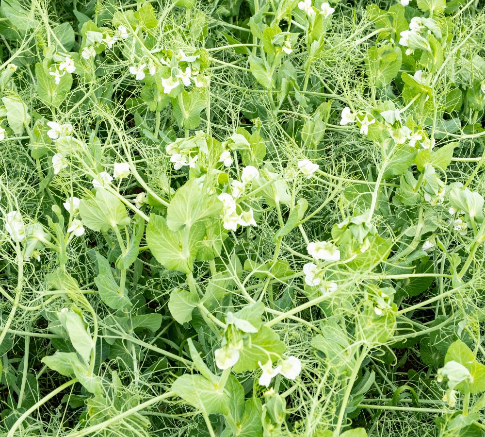field of peas in bloom in spring