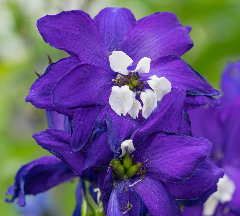 july birth flower
- larkspur