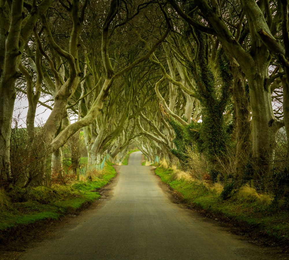 Dark Hedges road in Northern Ireland