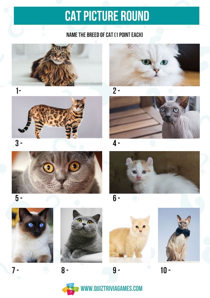Cat Picture round with answers